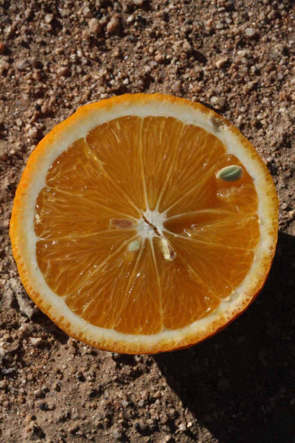              Fruit cross-section (Riverside, CA)       